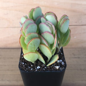 Rare Crassula Umbella Rare Crassula Umbella