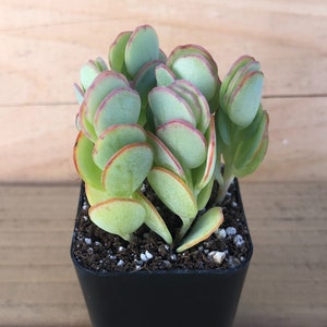 Marnier’s Kalanchoe | Kalanchoe Marnieriana | Kalanchoe Panamensis