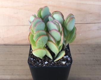 Marnier's Kalanchoe Succulent - 2" Pot