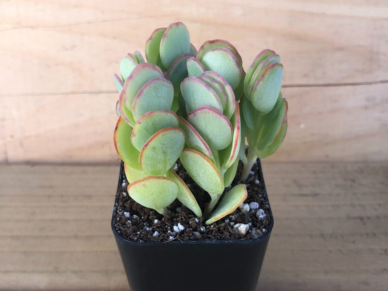 Marnier’s Kalanchoe | Kalanchoe Marnieriana | Kalanchoe Panamensis