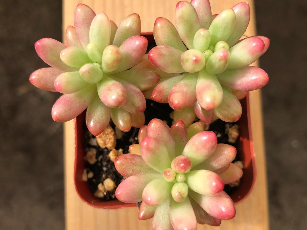 Jelly Bean Succulent Sedum Rubrotinctum Sedum Jelly Bean Pork and Beans