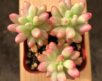 Jelly Bean Succulent | Sedum Rubrotinctum | Sedum Jelly Bean | Pork and Beans Succulent