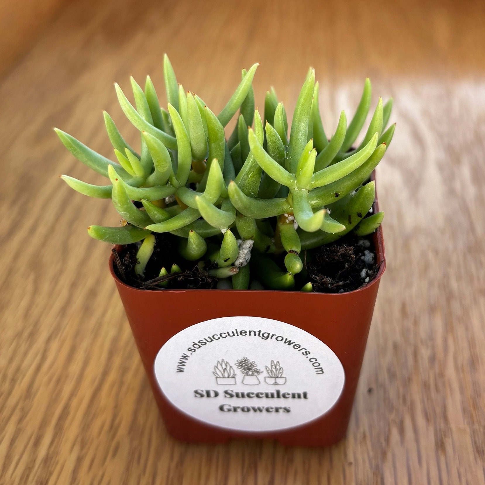 Pine Tree Cactus - Etsy