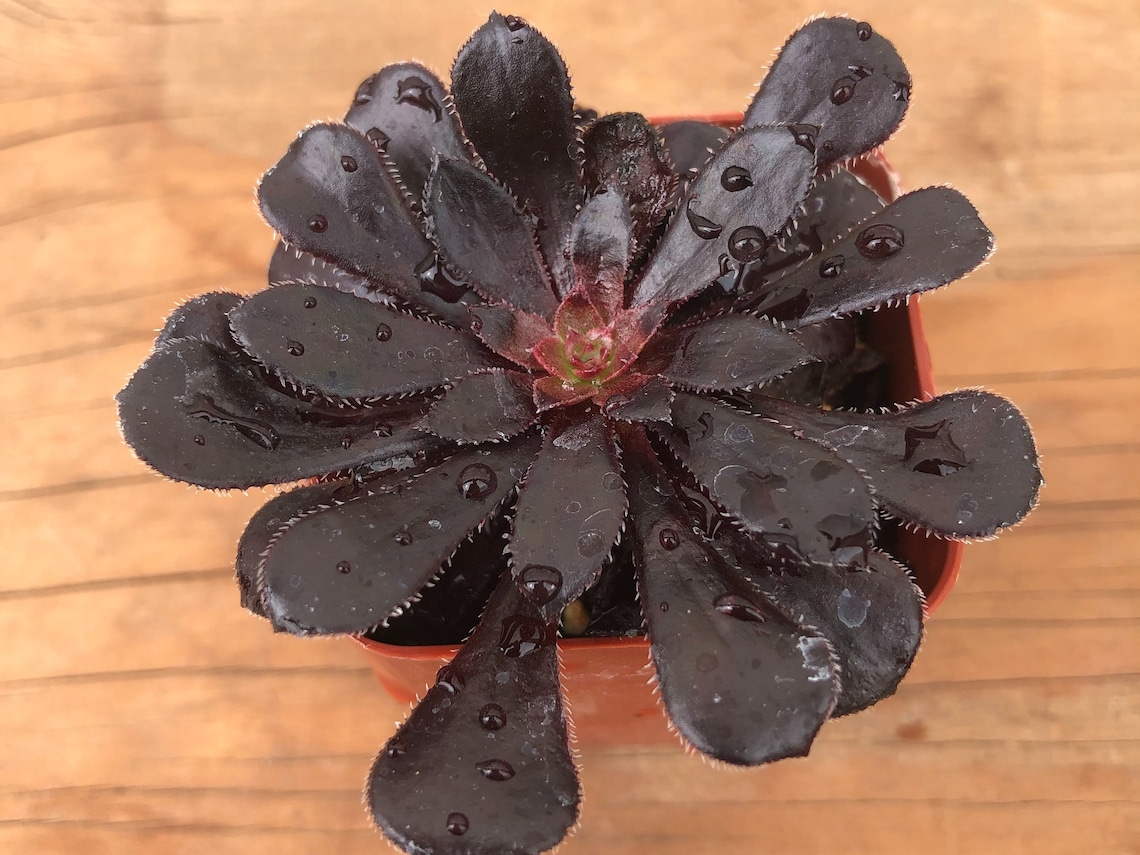 Black Rose Succulent Aeonium Black Rose Aeonium Arboreum Etsy