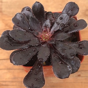 Black Rose Succulent | Aeonium Black Rose | Aeonium Arboreum ‘Zwartkop’
