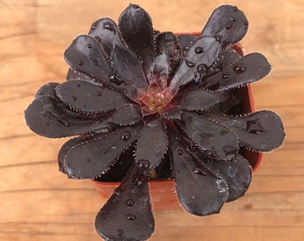 Black Rose Succulent | Aeonium Black Rose | Aeonium Arboreum ‘Zwartkop’