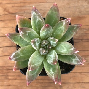 Little Jewel Succulent | Pachyphytum Compactum | Pachyveria Glauca