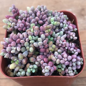 Sedum Dasyphyllum, Corsican Stonecrop, Colorful Succulent