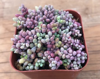 Sedum Dasyphyllum, Corsican Stonecrop, Colorful Succulent