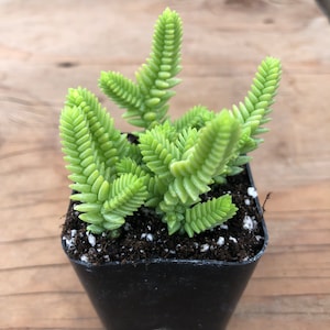 Chaîne de montre | Crassula musclée