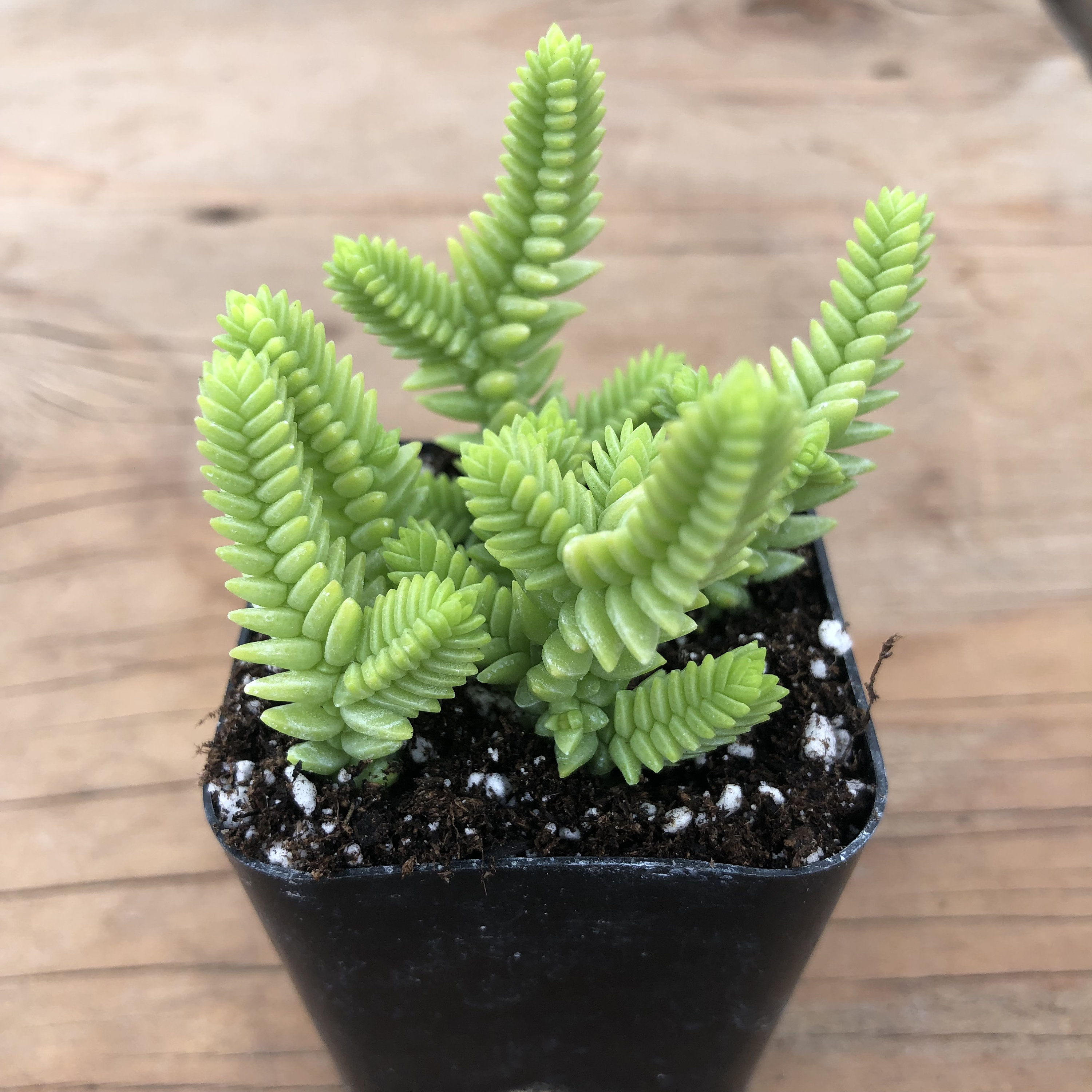 Buy Watch Chain | Crassula Muscosa Online in India - Etsy