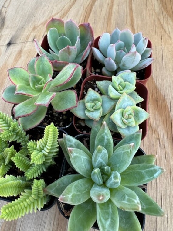 Mystery Succulent Pack: 6 Assorted Potted Varieties (2'' Pots) - Etsy