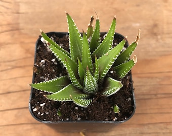 Zebra Aloe Succulent: Haworthia Fasciata Starter Plant - Etsy