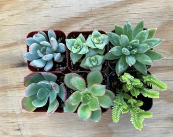 6 Succulent Varieties | Mystery Succulent Pack | Assorted 2'' Potted Succulent