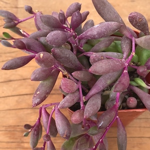 May include: A close-up of a purple succulent plant with long, thin leaves. The plant is growing in a small terracotta pot.