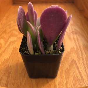 Variegated Trailing Jade | Purple Tip Jade