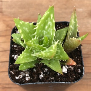 Tiger Tooth Aloe | Aloe Juvenna