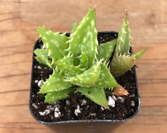 Tiger Tooth Aloe | Aloe Juvenna