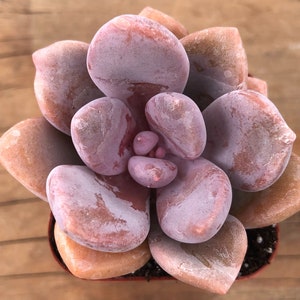 Graptopetalum Superbum