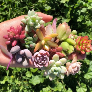 15 Mini Assorted Succulent Cuttings | 15 Succulent Babies