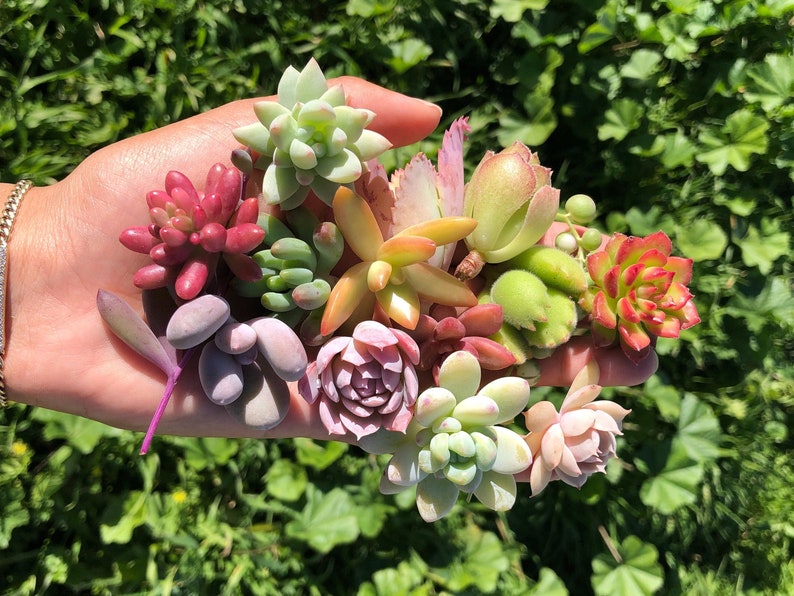 15 Mini Assorted Succulent Cuttings | 15 Succulent Babies