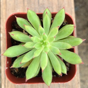 May include: A green succulent plant with red edges on the leaves, growing in a brown plastic pot.