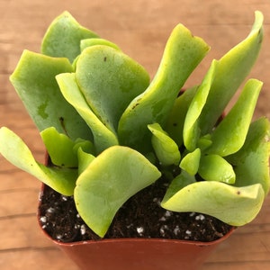 Curly Jade | Crassula Ovata Undulata | Crassula Curly | Ripple Jade