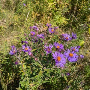 New England Aster Seeds