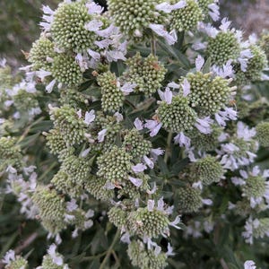 Hairy Mountain Mint Seeds
