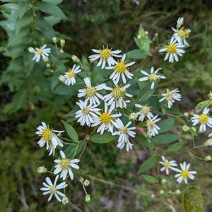 May include: A close-up shot of a cluster of small white flowers with yellow centres. The flowers have thin, delicate petals and are surrounded by green leaves and stems. The background is blurred, suggesting a natural outdoor setting.