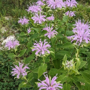 Wild Bergamot / Bee Balm Seeds - Monarda Fistulosa