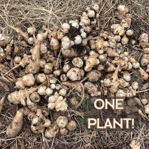 PRE-ORDER 1lb Sunchoke / Jerusalem Artichoke Tubers - Will Ship mid November 2025