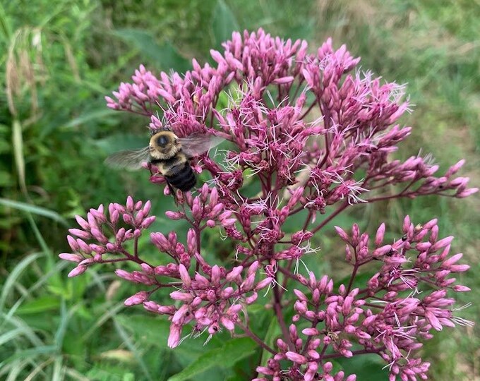 Joe Pye Weed Seeds – Spotted Perennial (Eutrochium Maculatum) – 300 Seeds For Pollinators