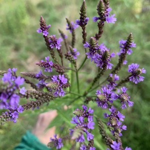 Blauwe ijzerhardzaden