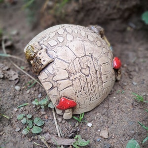 Schildkröte Unterschlupf Höhle