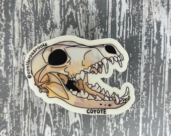 Coyote Skull Glossy Weatherproof Sticker - Skulls of the PNW, Animal Skull, Animal, Skeleton, Hunting Sticker, Trapping Sticker, Coyote