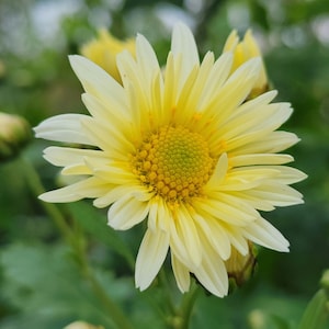 Chrysanthemum morifolium, Bo-ju-hua
