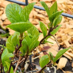 Schisandra chinensis, Wu Wei Zi