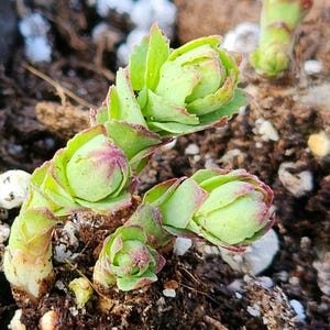 May include: Close-up of a group of green succulent plant sprouts growing in brown soil. The sprouts have a reddish hue at the edges of the leaves.