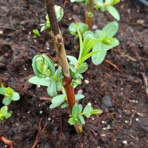 Basket Willow