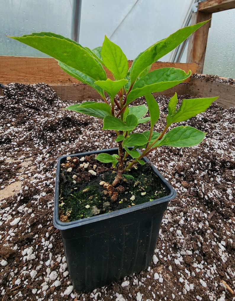 Citrus Manga 4 Piante Di Schisandra Chinensis (Wu-Wei-Zi) - Rara Varietà Autofertile, Bacche Dei Cinque Sapori Ceratophyllum Demersum - Foto 5