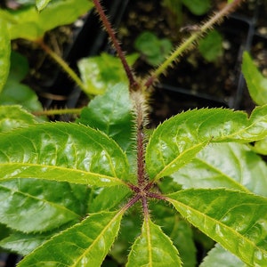 Siberian ginseng, Ci Wu Jia, Shigoka