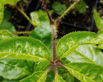 Siberian ginseng, Ci Wu Jia, Shigoka