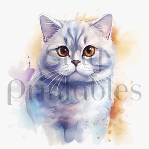 Scottish Fold Cat JPG di alta qualità: ideale per realizzare cartoline, clip art, creazioni con la carta, acquerello, sublimazione, design di magliette.