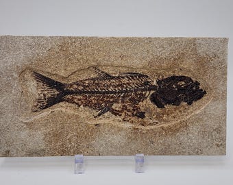 Knightia Fish Plate from Wyoming