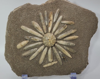 Moroccan Sea Urchin
