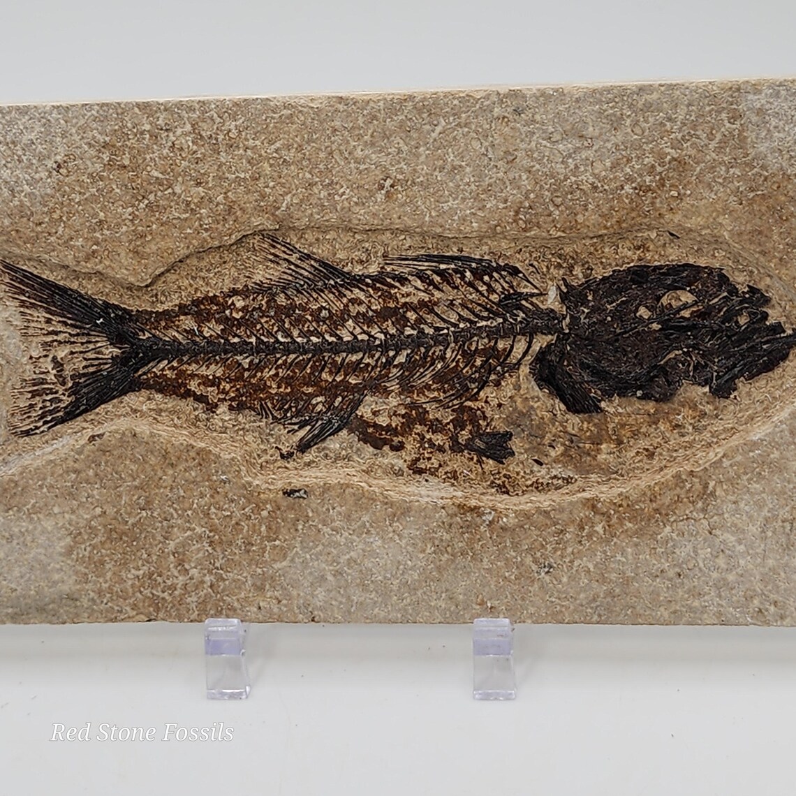 Knightia Fish Plate From Wyoming - Etsy