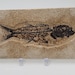 Knightia Fish Plate From Wyoming - Etsy