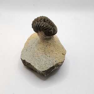 May include: A fossilized trilobite, a prehistoric marine arthropod, is preserved in a piece of rock. The trilobite is dark gray and has a segmented exoskeleton. The rock is light brown and has a rough texture.