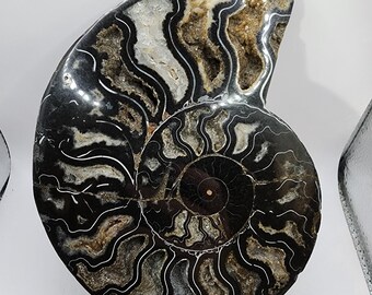Polished Ammonite from Madagascar